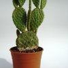 Opuntia_microdasys_f_rubra_3